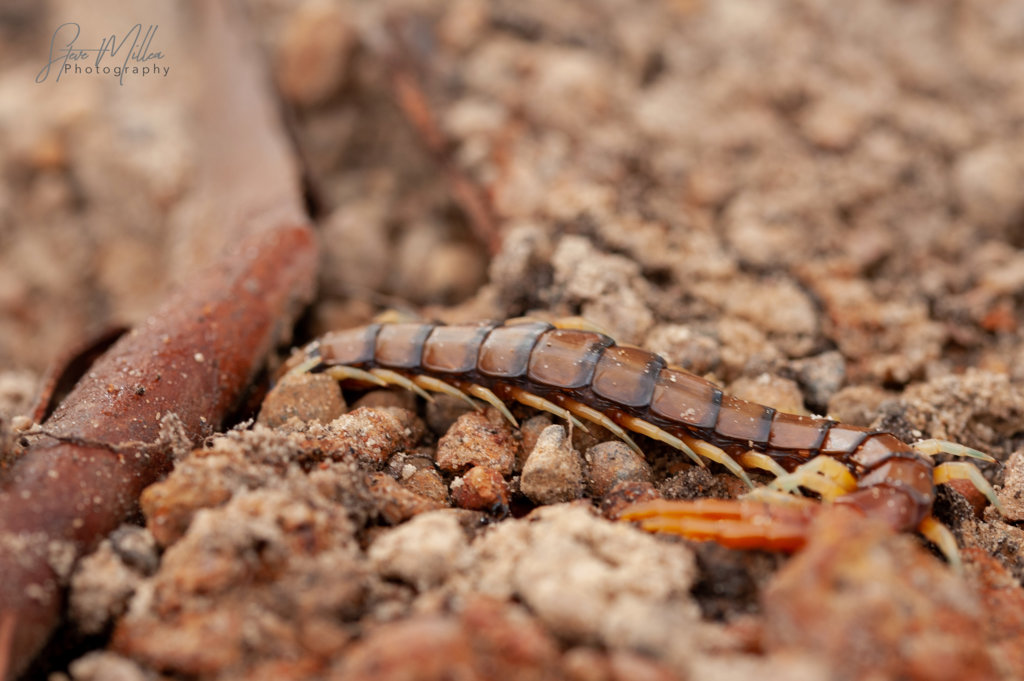 Cormocephalus Aurantiipes