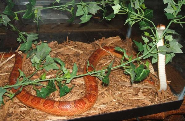 Corn Snake