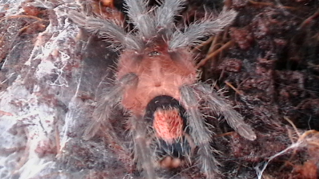 Cosmos Cyriocosmus perezmilesi