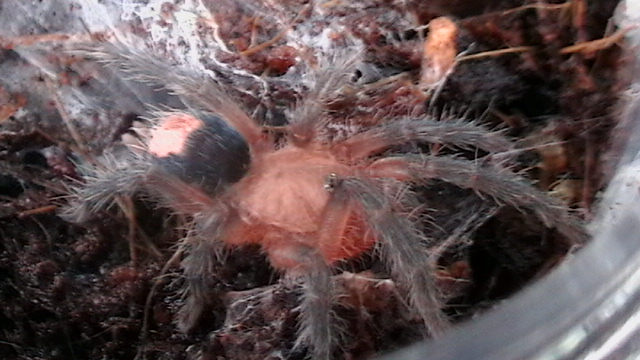 Cosmos Cyriocosmus perezmilesi