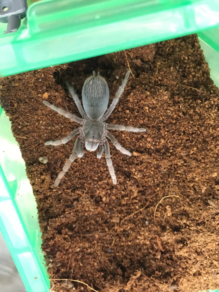 Cotztelana sp “Puebla” sling