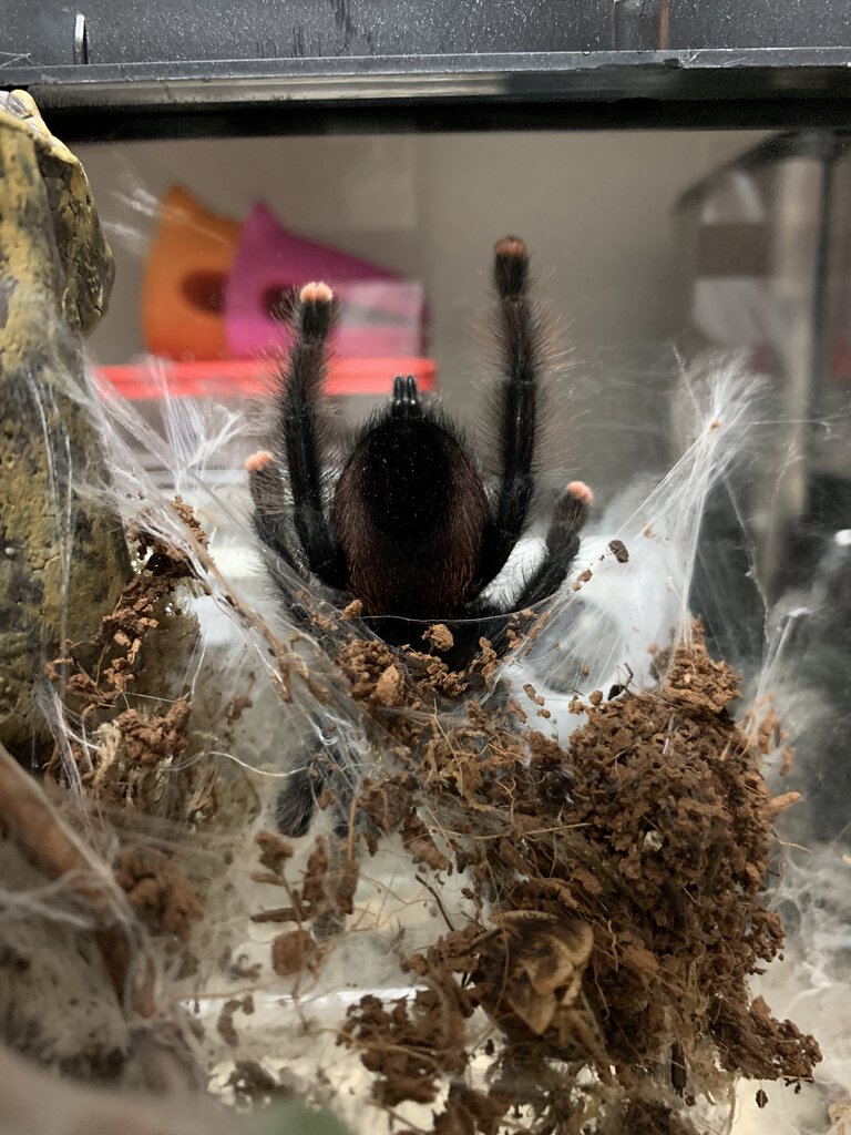 Could this Avicularia avicularia be gregnant?
