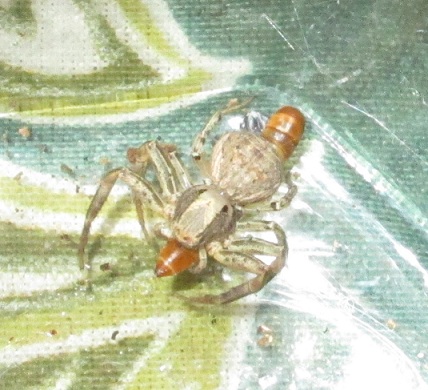 crabspider