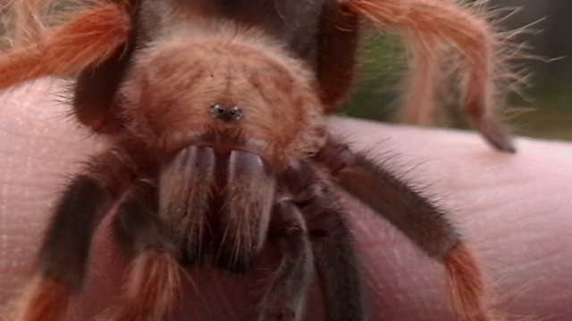 Cranberry Brachypelma boehmei sub-adult