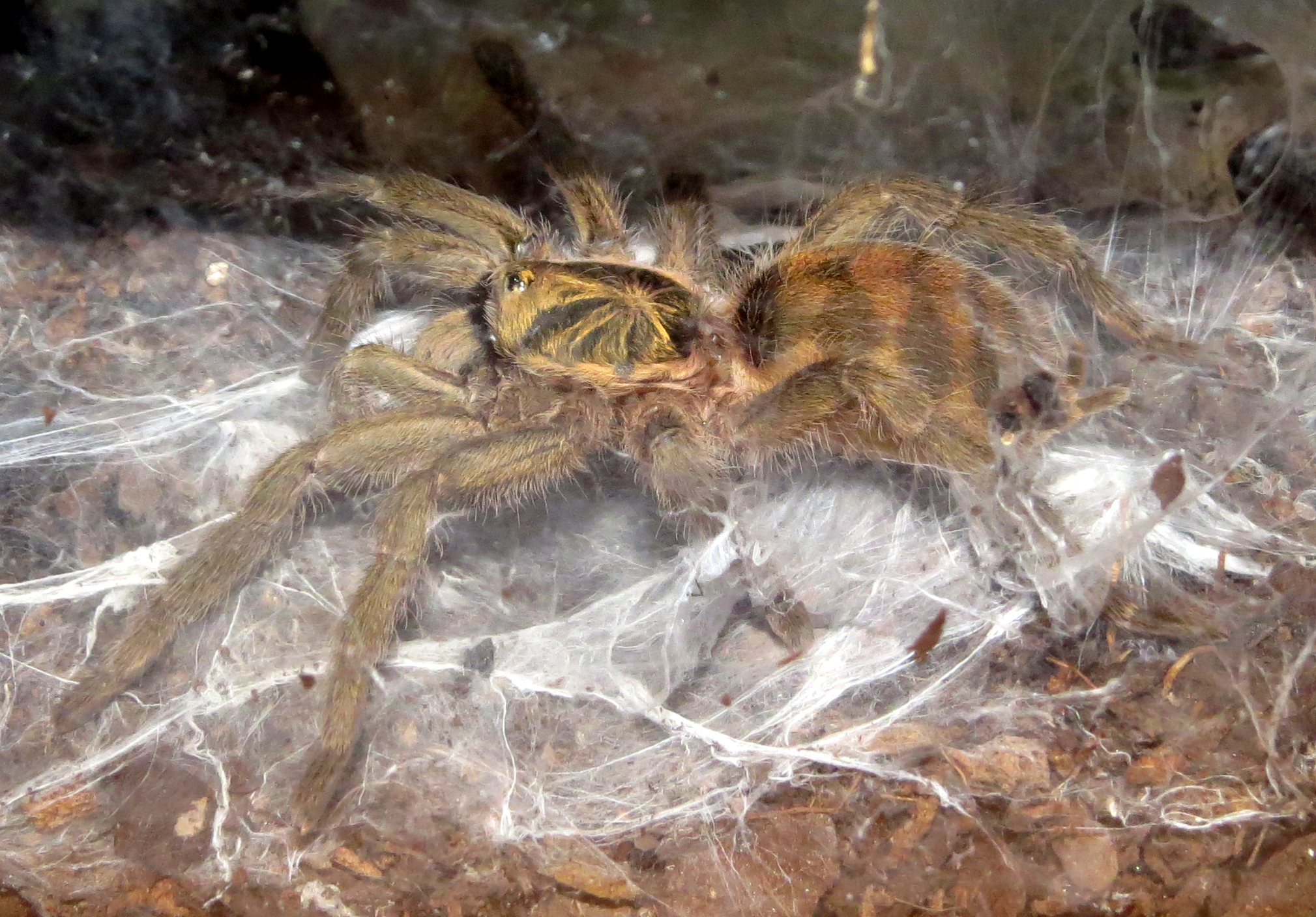 Crazy Legs (♀ Neoholothele incei 2.5")