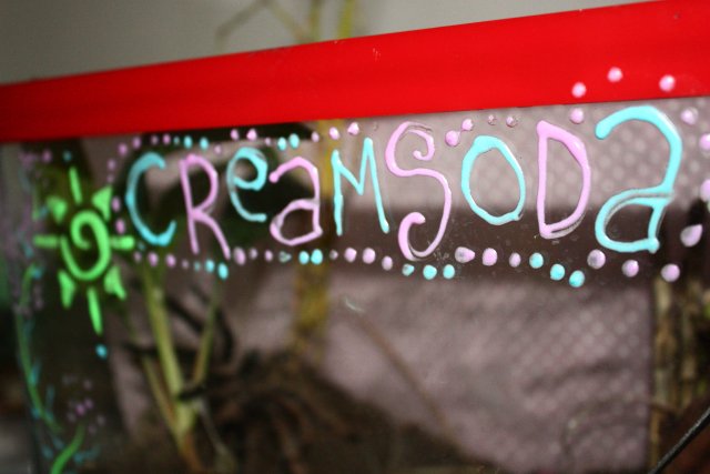 Creamsoda (My 1st Tarantula)