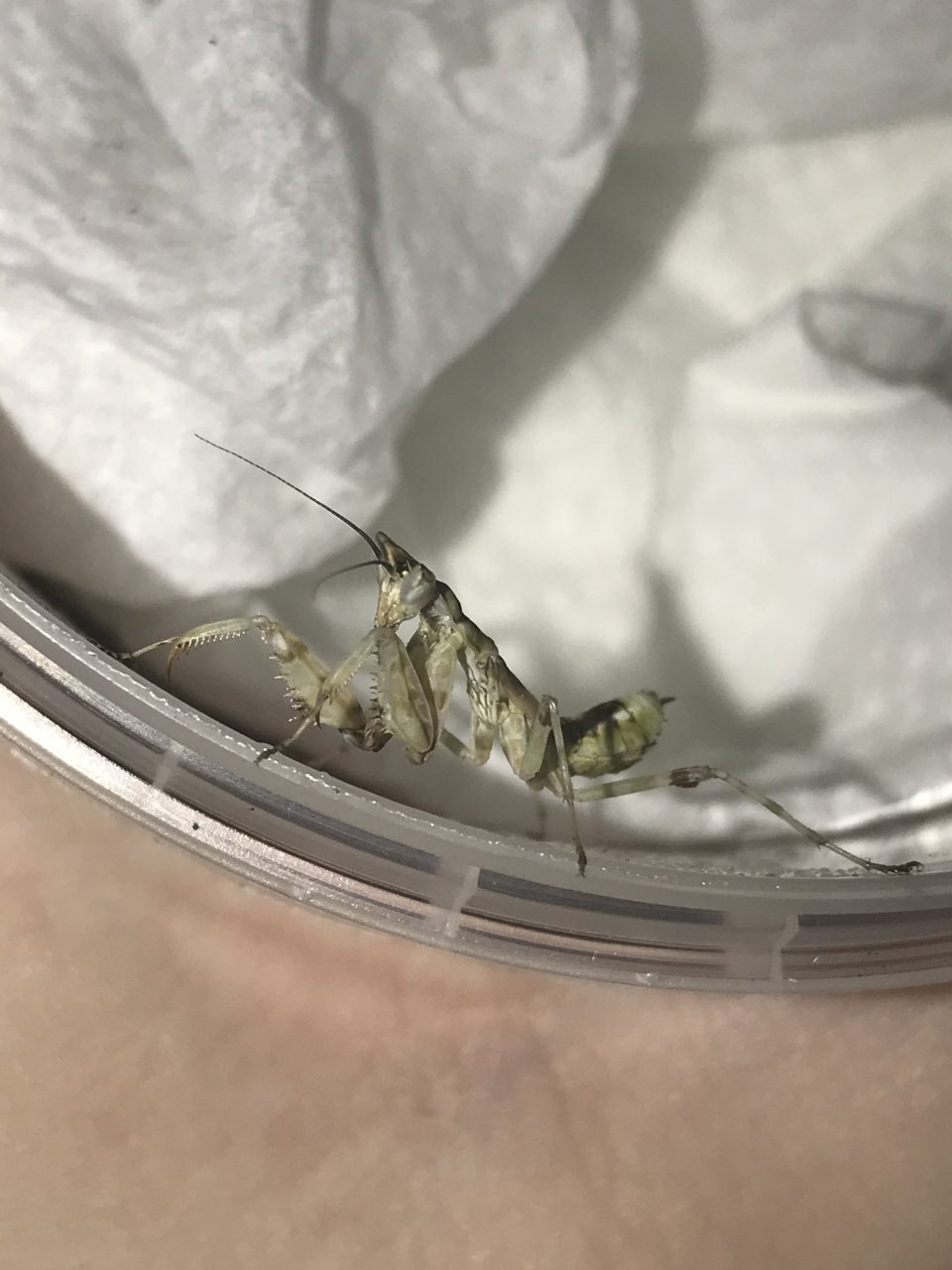 Creobroter urbanus - Malaysian Flower Mantis freshly molted to L5