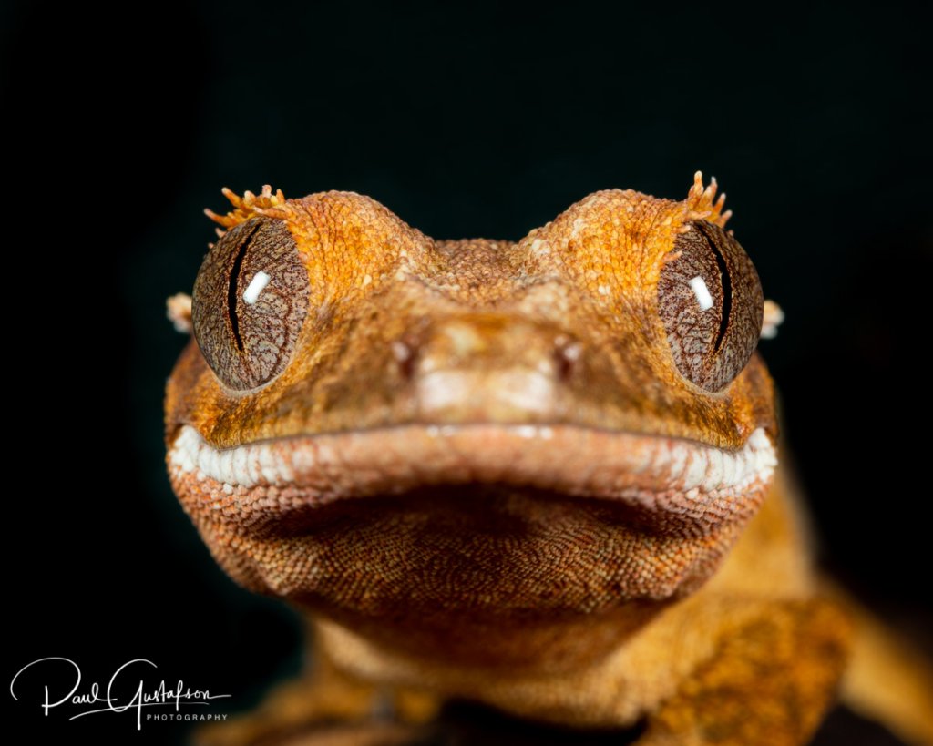 Crested Gecko