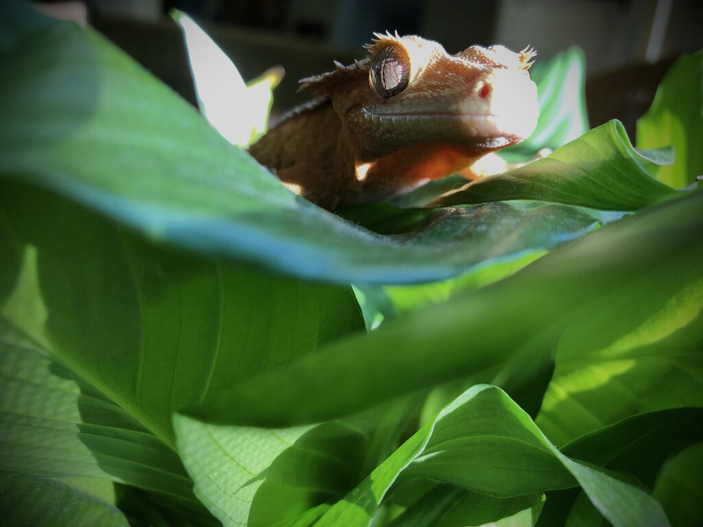 Crested gecko