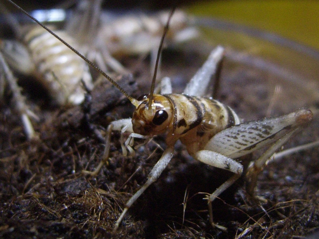 Cricket