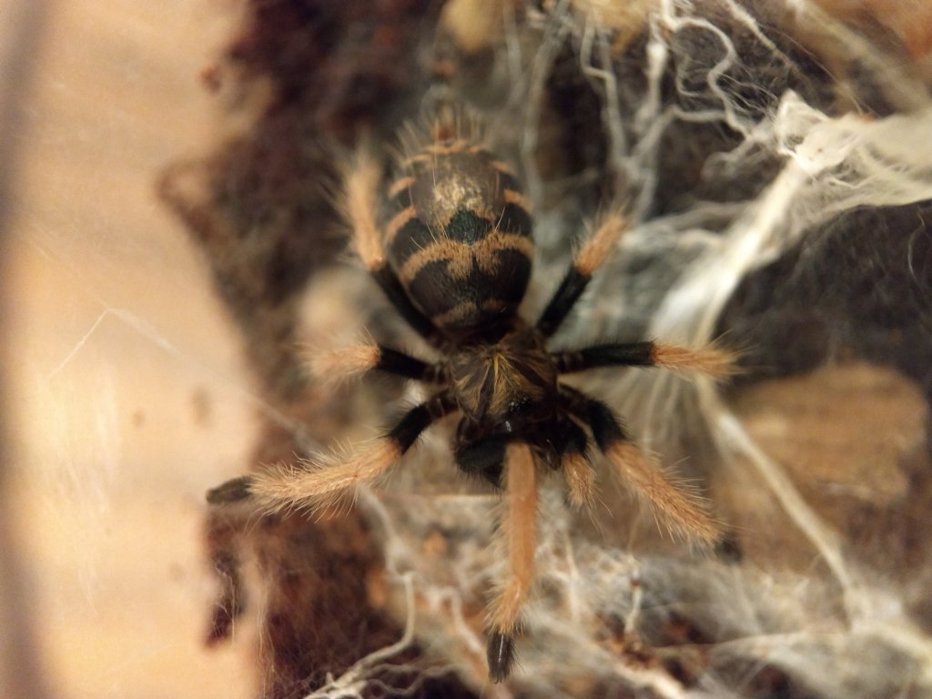 Cromatopelma Cyaneopubescens