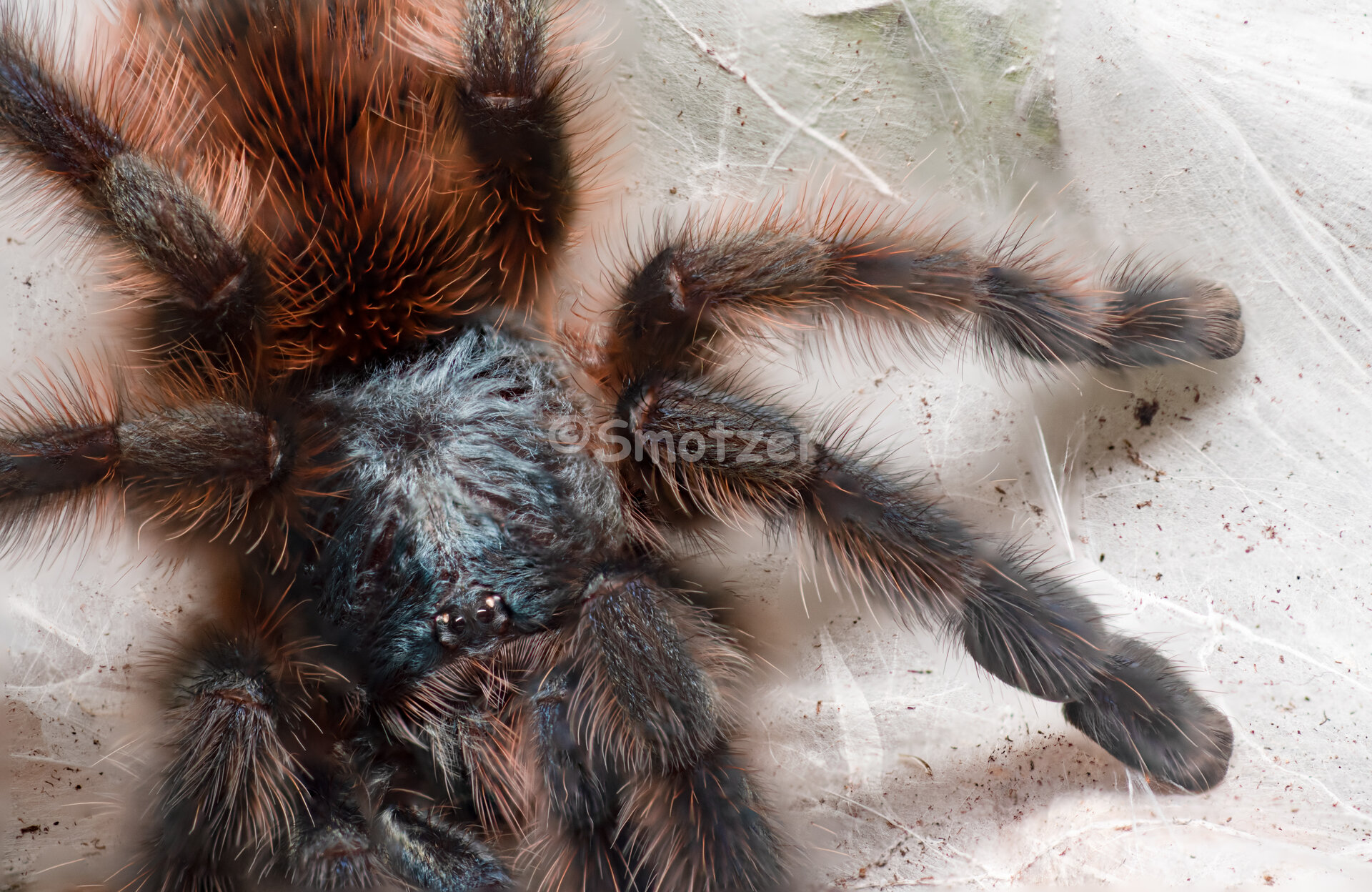 Croops- 1.0 Caribena versicolor juvenile