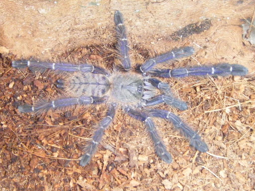 cryiopagopus "Blue"