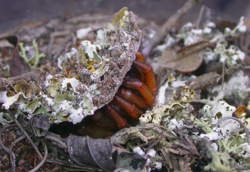 Ctenolophus Basking