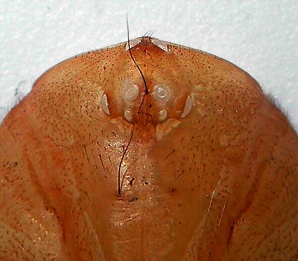 Ctenolophus eyes