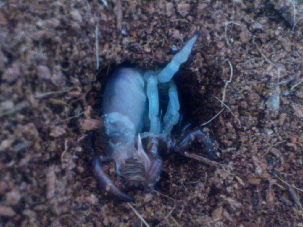 Ctenolophus molting.