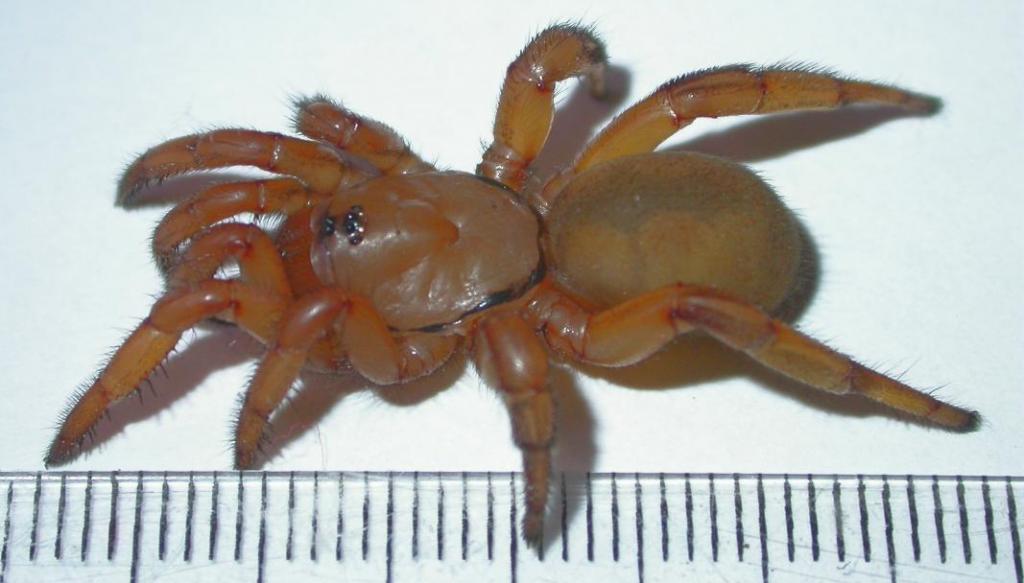 Ctenolophus