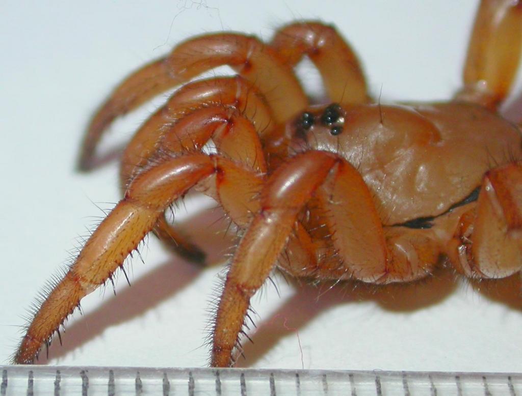 Ctenolophus