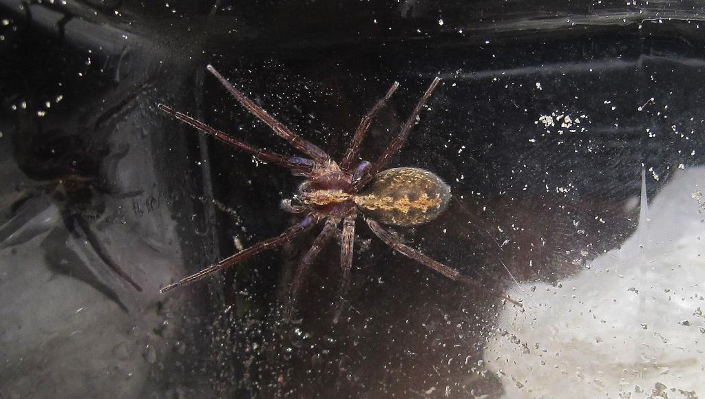 Ctenus Captiosus ("false" Wolf Spider)