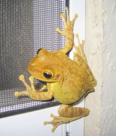 Cuban Tree Frog (osteopilus Septentrionalis)