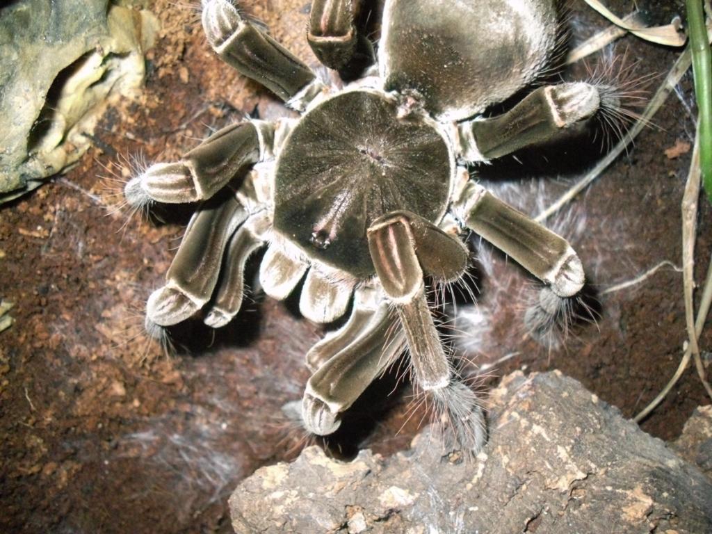 Cuddy - Theraphosa Stirmi