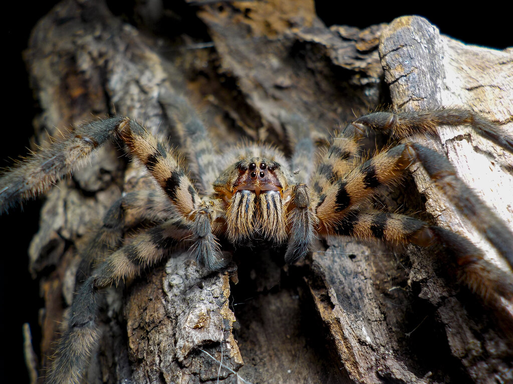 Cupiennius salei