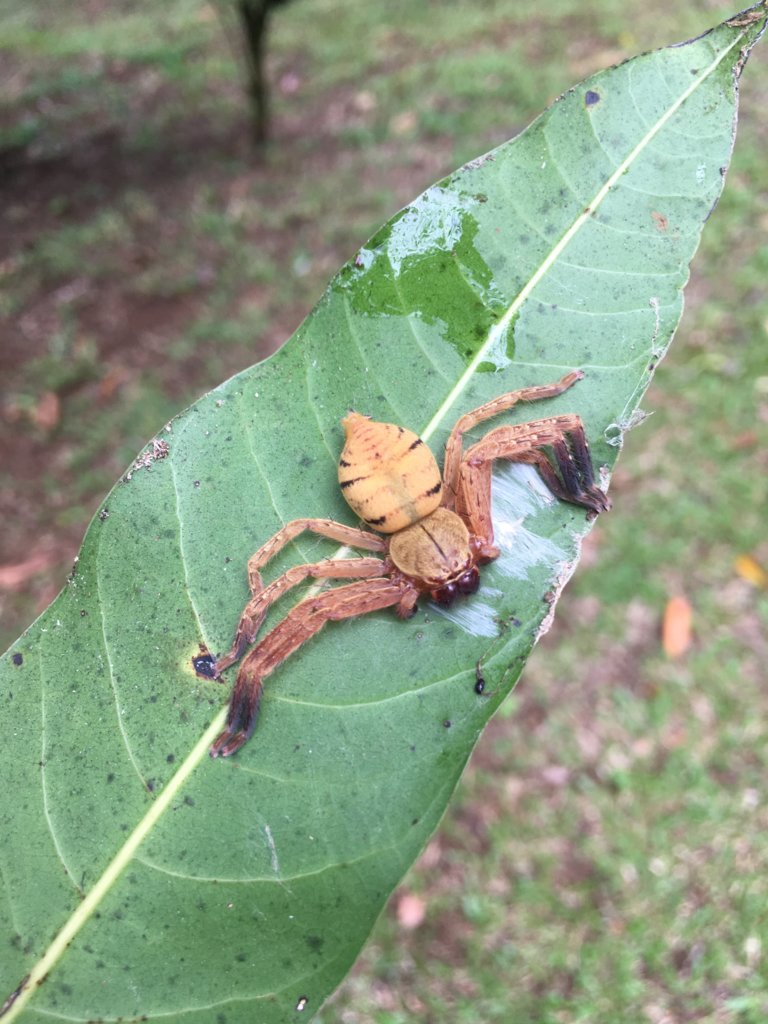 Curicaberis ferrugineus Costa Rica