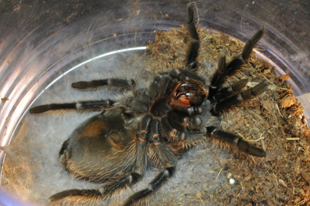 Curly Hair lying on a bed of webs for molting