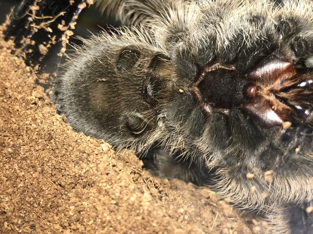 Curly Hair Male Or Female Help Arachnoboards