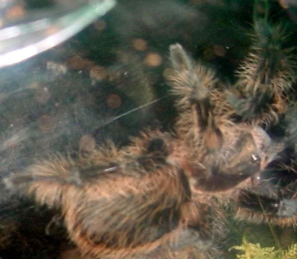 Curly Hair Tarantula (Brachypelma albopilosum)