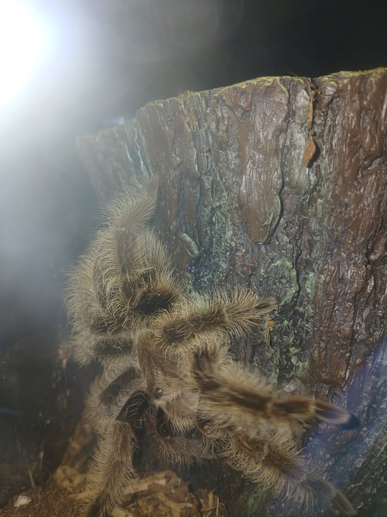 Curly hair tarantula