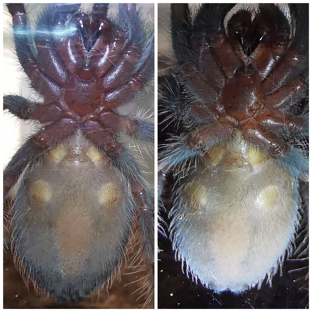 curly hair Tliltocatl albopilosus