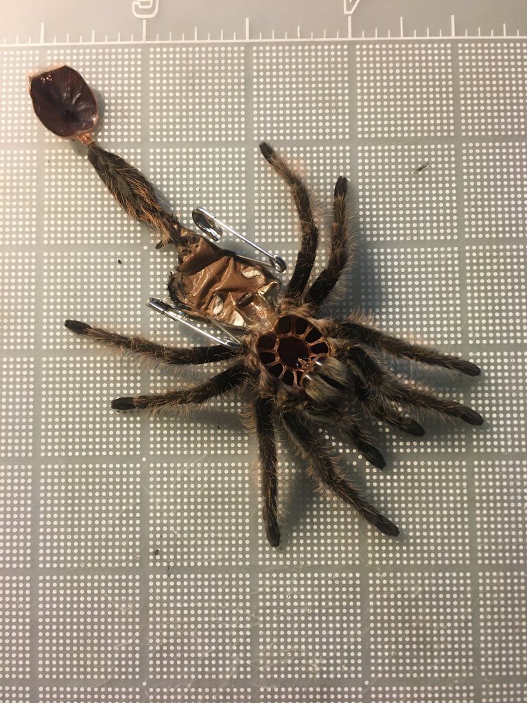 Curly_hair_tarantula_molt1.JPG