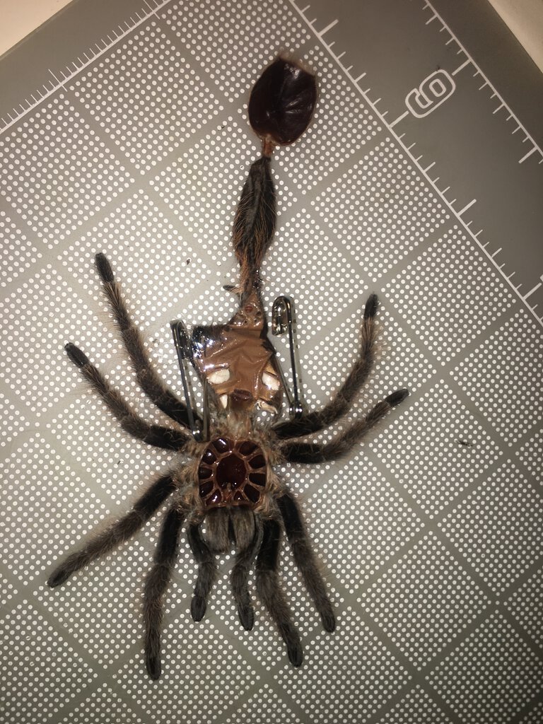 Curly_hair_tarantula_molt2.JPG