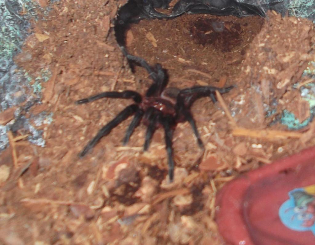 Current tarantula's