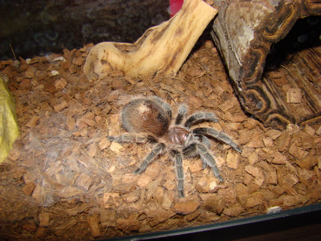 Current tarantula's