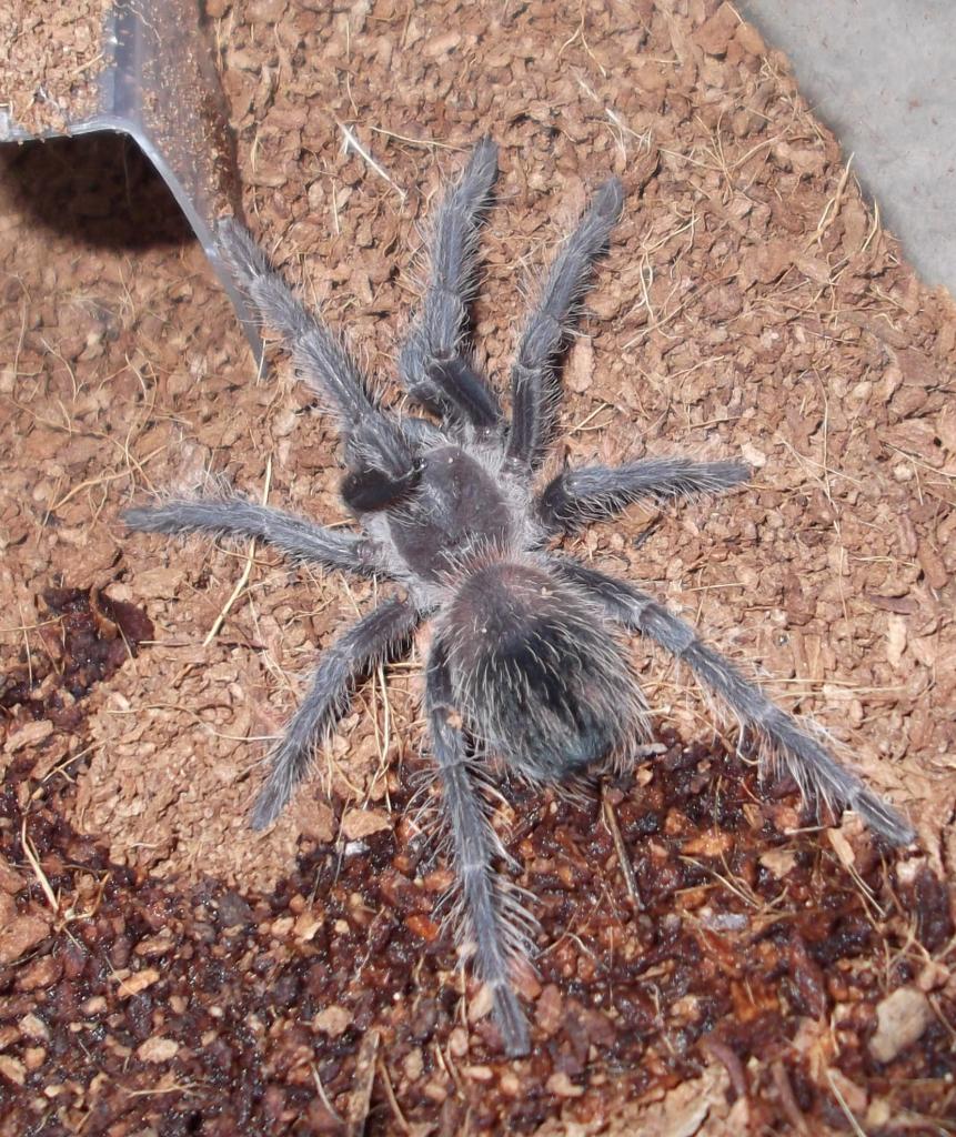 Current tarantula's