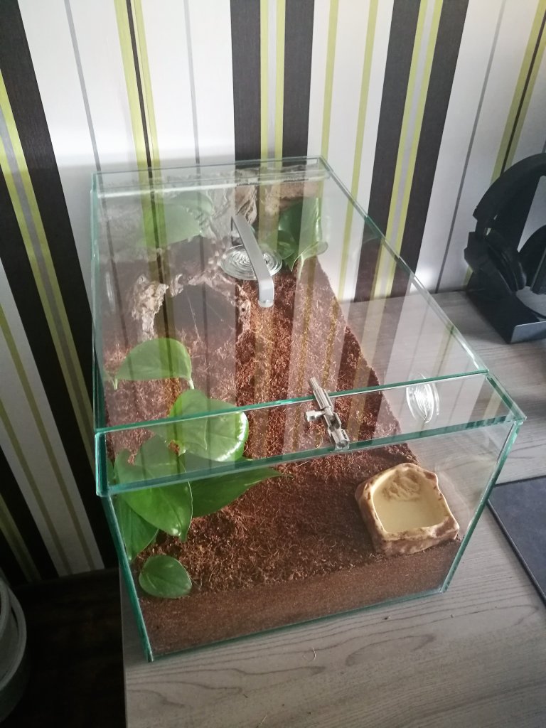 Custom enclosure for Acanthoscurria geniculata