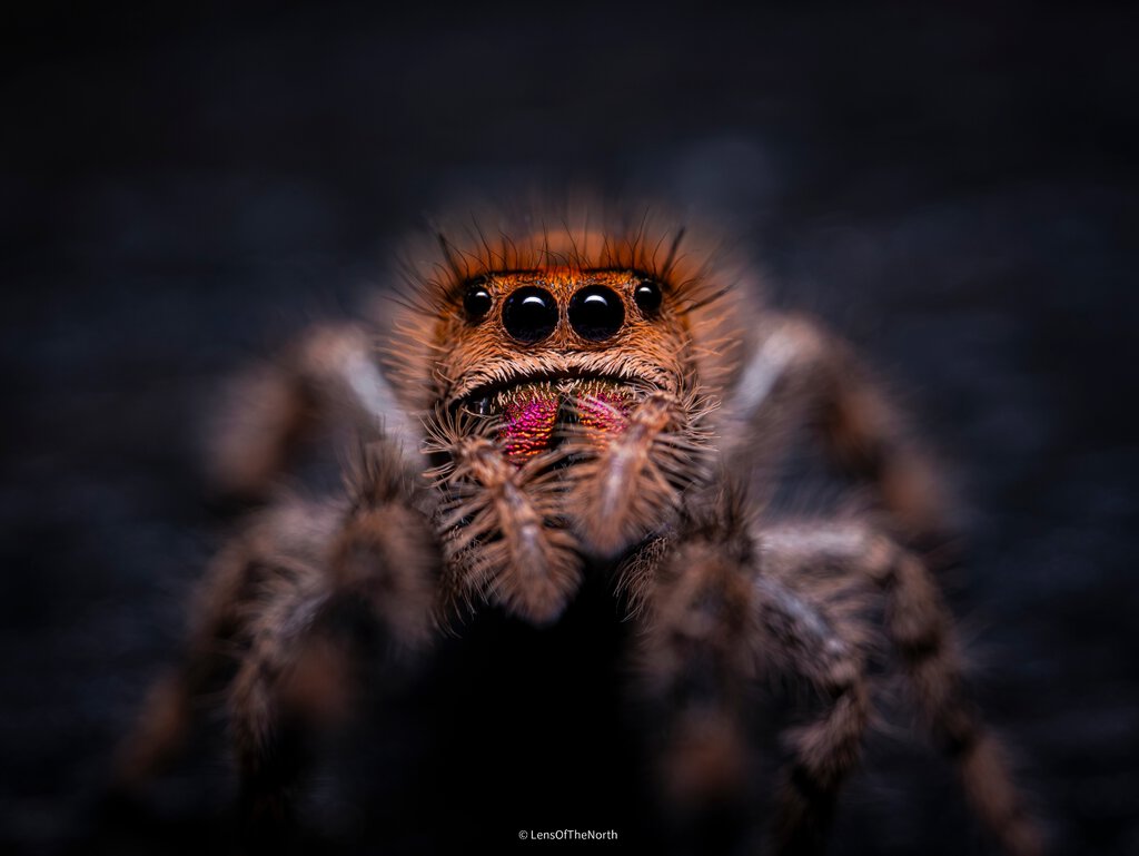 Cute Female Jumper macro shot