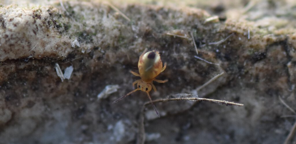 Cute little Collembolan