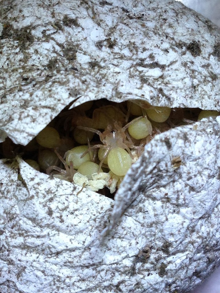 Cutting Open Brachypelma vagans Egg Sac
