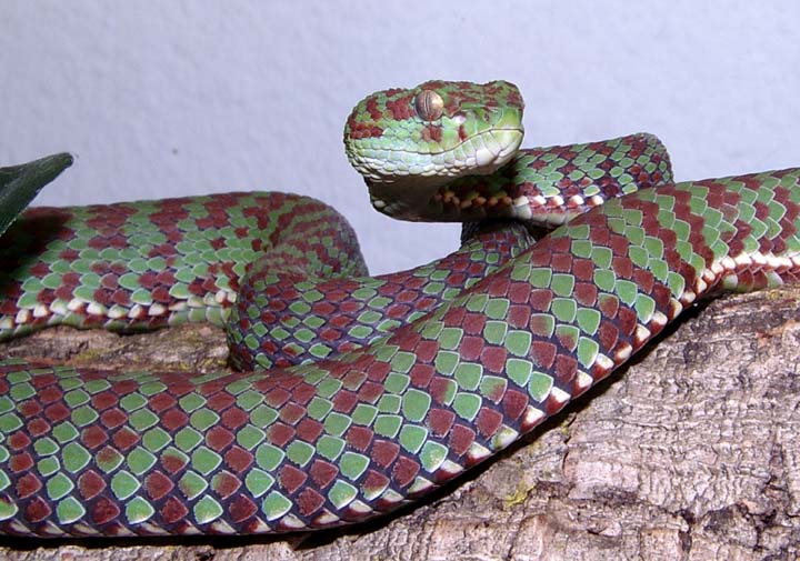 cvv