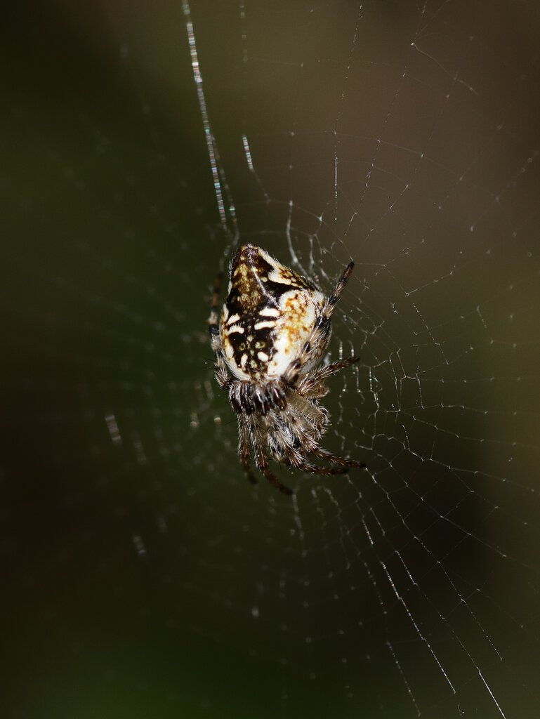 Cyclosa from Turkey