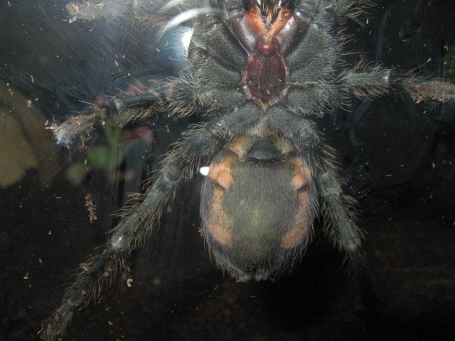 Cyclosternum fasciatum M or F