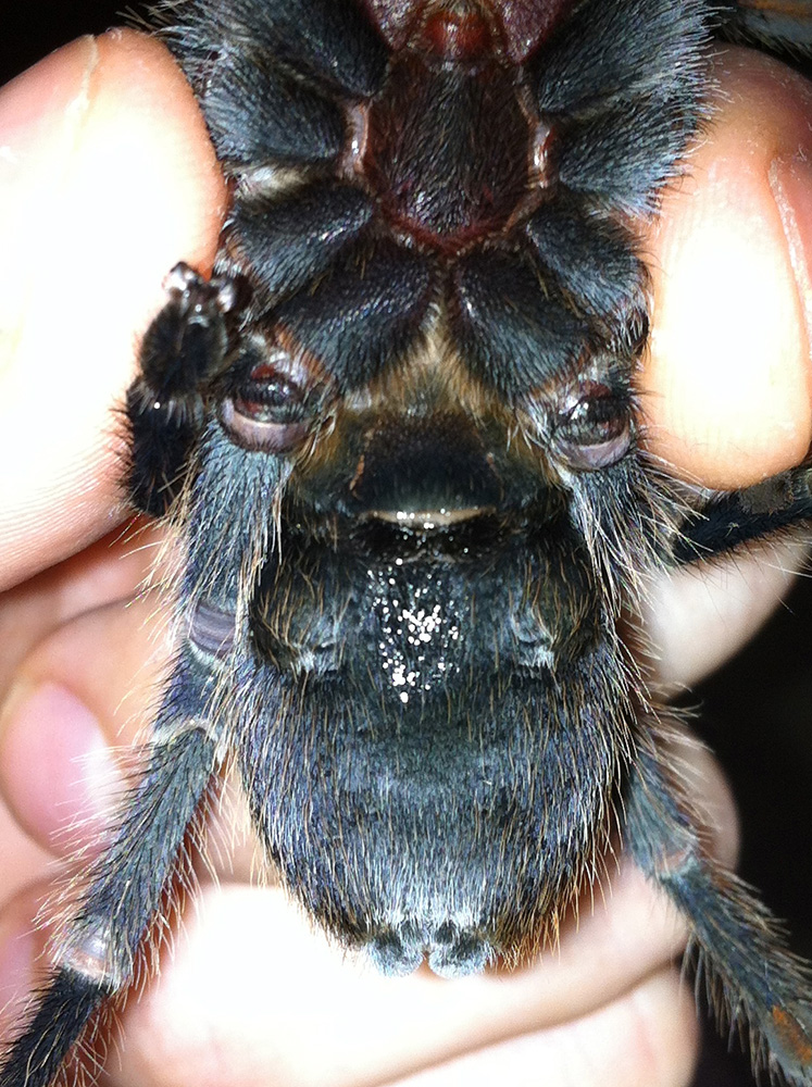 Cyclosternum fasciatum