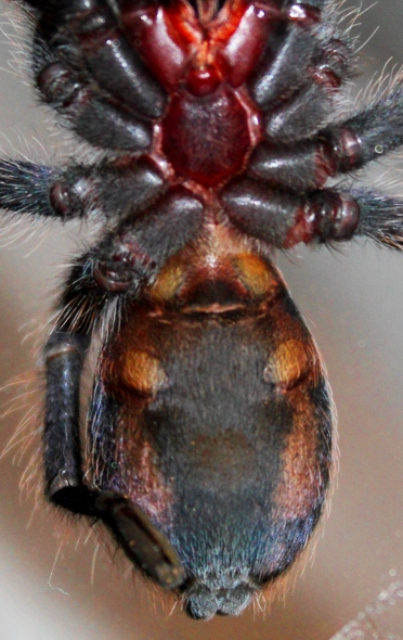 Cyclosternum fasciatum