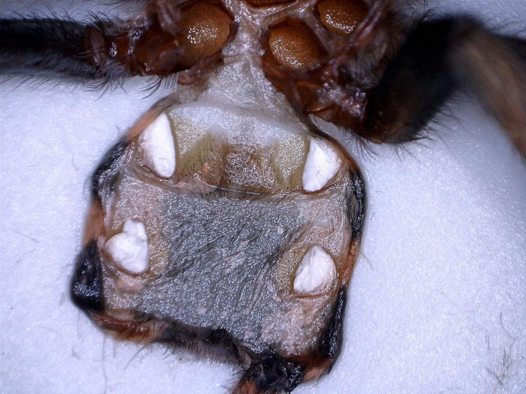 Cyclosternum fasciatum