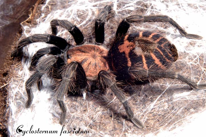 Cyclosternum fasciatum