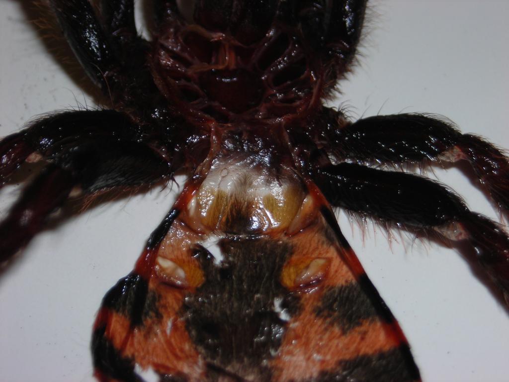 Cyclosternum fasciatum