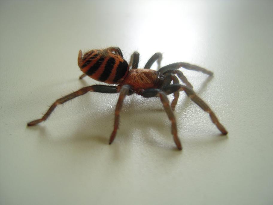 Cyclosternum fasciatum